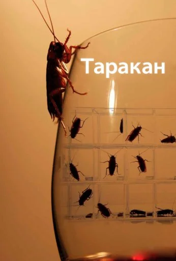 Таракан (2010)